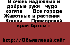 В очень надежные и добрые руки - чудо - котята!!! - Все города Животные и растения » Кошки   . Приморский край,Артем г.